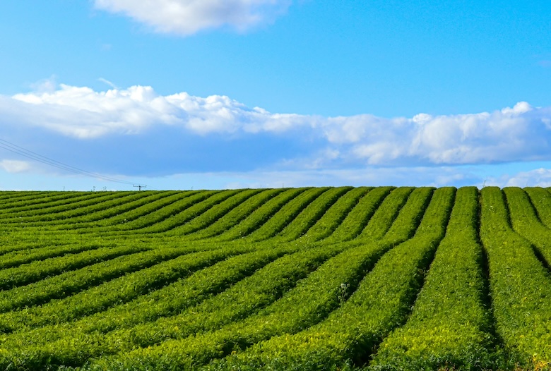 AI in Agriculture