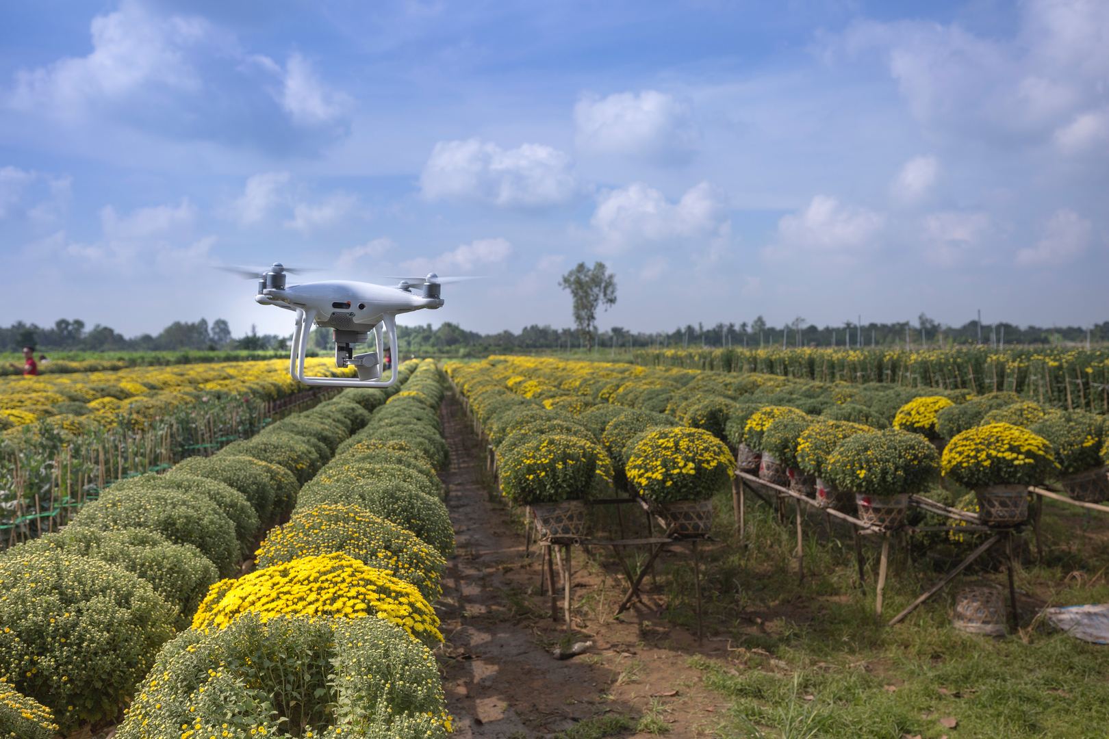 Automated Harvesting